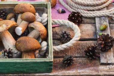 Çiğ beyaz mantar tam tepsi