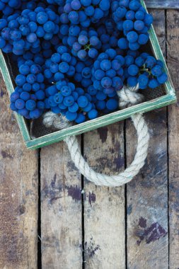 Tam tepsi mavi olgun üzüm demet