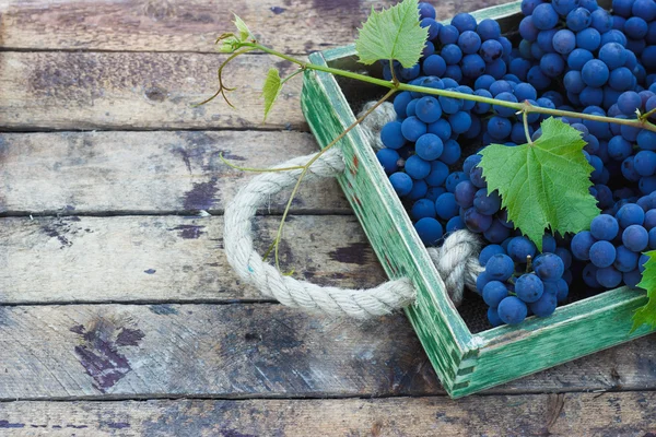 Vassoio pieno di grappoli d'uva blu maturi — Foto Stock