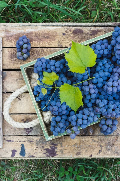 Vassoio pieno di grappoli d'uva blu maturi — Foto Stock