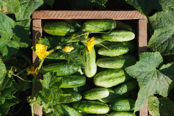 Houten kist met komkommers binnen — Stockfoto