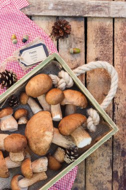 Çiğ beyaz mantar, çam kozalakları ve basit bir metin etiketi