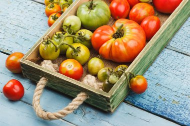 Ahşap tepside olgun domatesler, açık mavi ahşap arka plan