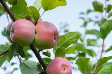 Olgun kırmızı elmalı elma ağacı, bulanık arkaplan