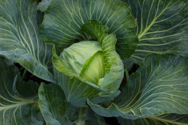 Yeşil taze lahana, yumuşak odaklı arka plan