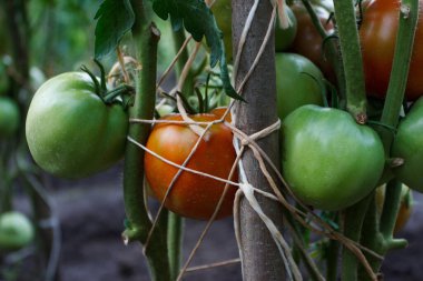 Renkli domateslerle dolu çalılar, yumuşak odak arkaplanı