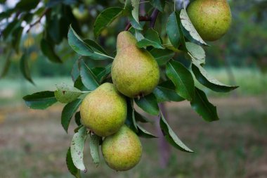 Dalında yeşil armut olan meyve ağacı, yumuşak odak arkaplanı