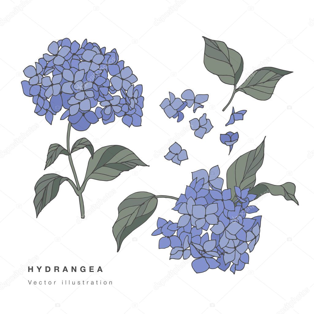 Hand draw vector hydrangea flowers illustration. Botanical floral card on white background
