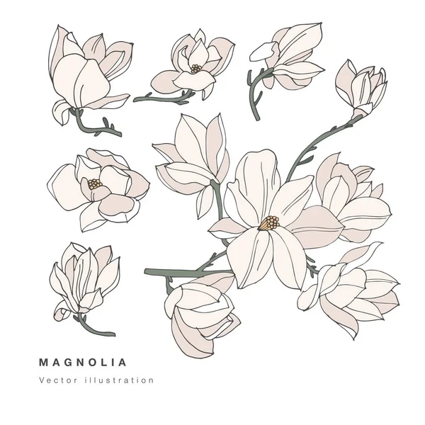 Hand Zeichnen Vektor Magnolienblüten Illustration Blumenkranz Botanische Blumige Karte Auf — Stockvektor