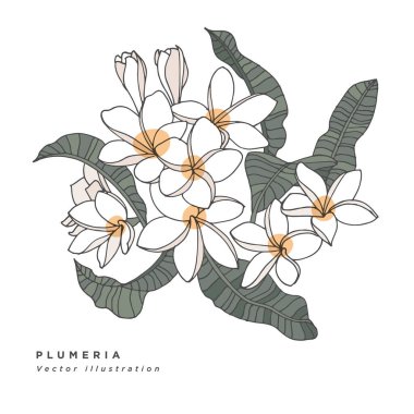 El çizimi vektör lplumeria çiçek çizimi. Beyaz arkaplanda botanik çiçek kartı