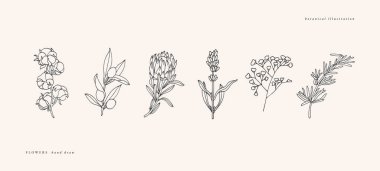 Vektör illüstrasyon botanik bitkiler - eski oyma stil. Pamuk, zeytin dalı, protea, lavanta, çingene ve biberiye.