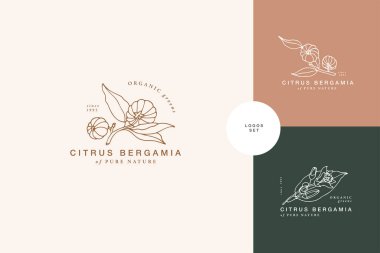 Vector Illustration citrus bergamia branş - vintage oymalı stil. Retro botanik tarzda logo kompozisyonu