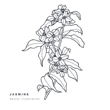 El çizimi vektörü yasemin çiçeği çizimi. Çiçek çelengi. Beyaz arkaplanda botanik çiçek kartı