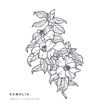 El çizimi vektörü Camelia çiçek çizimi. Çiçek çelengi. Beyaz arkaplanda botanik çiçek kartı