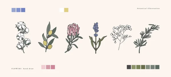 Vektorillustration Botanische Kräuter Vintage Stil Graviert Baumwolle Olivenzweig Protea Lavendel — Stockvektor