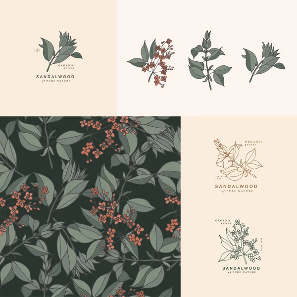 Vector Illustration Sandelholzzweig Vintage Stil Graviert Logo Komposition Botanischen Retro — Stockvektor