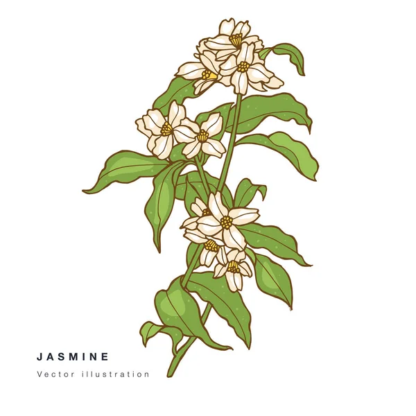 Dessin Main Vecteur Fleurs Jasmin Illustration Une Couronne Florale Carte — Image vectorielle