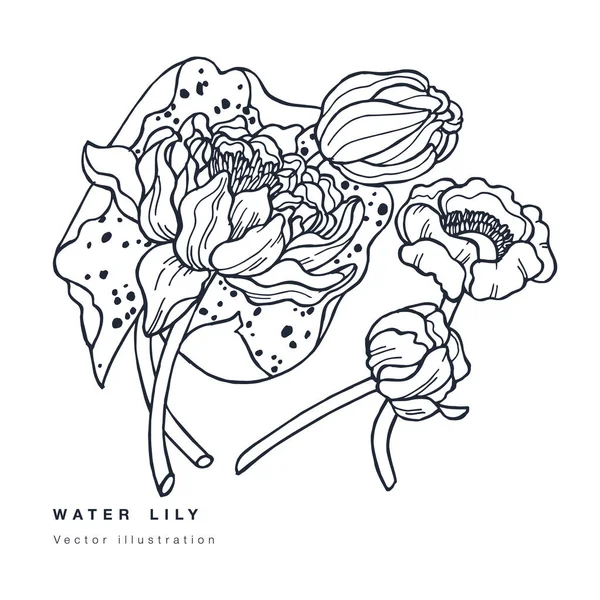 手描きベクトル蓮の花イラスト 白い背景に睡蓮と植物の花カード — ストックベクタ