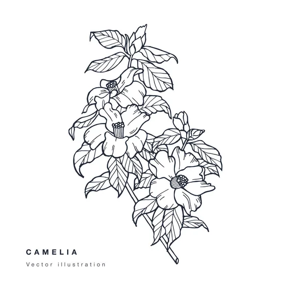 Tenuifoliaストックベクター ロイヤリティフリーtenuifoliaイラスト Depositphotos Tenuifoliaストックベクター ロイヤリティフリーtenuifoliaイラスト Depositphotos