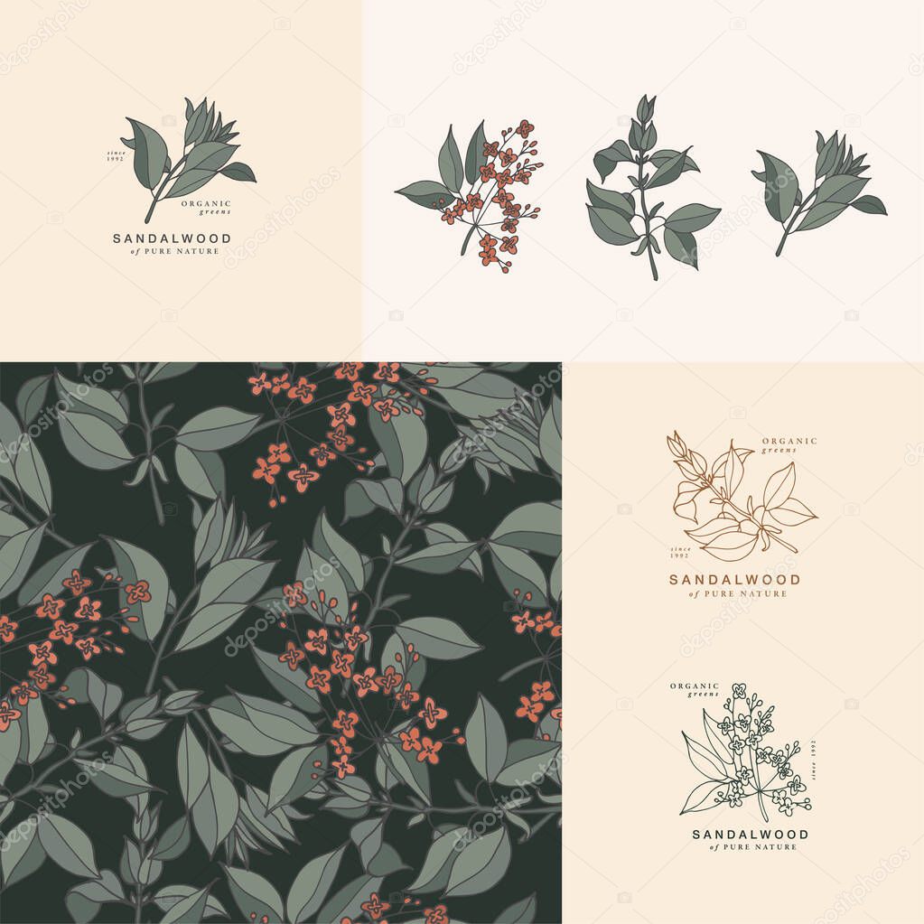 Vector illustration sandalwood branch - vintage engraved style. Logo composition in retro botanical style. Seamless pattern