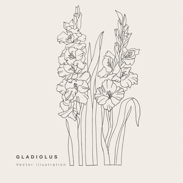 Hand Rita Vektor Gladiolus Blommor Illustration Botaniska Blommigt Kort Vit — Stock vektor