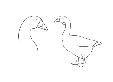 Vektör doğrusal illüstrasyon çiftlik hayvanı - kaz, kümes hayvanları beyaz arka planda izole