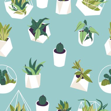 Cam floraryumlar ve bitkilerle dolu beton kaplar. Bir sürü sulu, kaktüs ve tropikal yaprak. Kusursuz desen