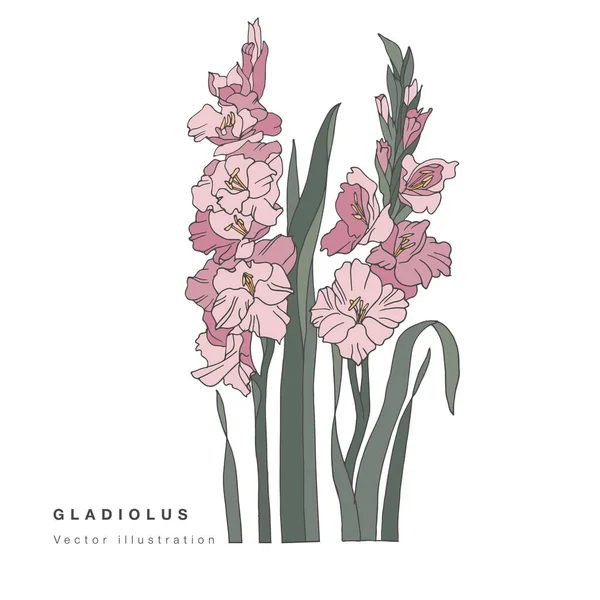 手描きベクトルグラジオラス花イラスト 白地植物花カード — ストックベクタ