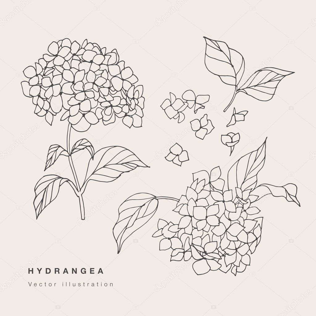 Hand draw vector hydrangea flowers illustration. Botanical floral card on white background