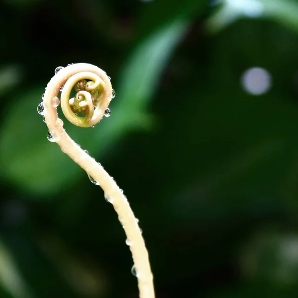 Fiddlehead fern yakın çekim — Stok fotoğraf