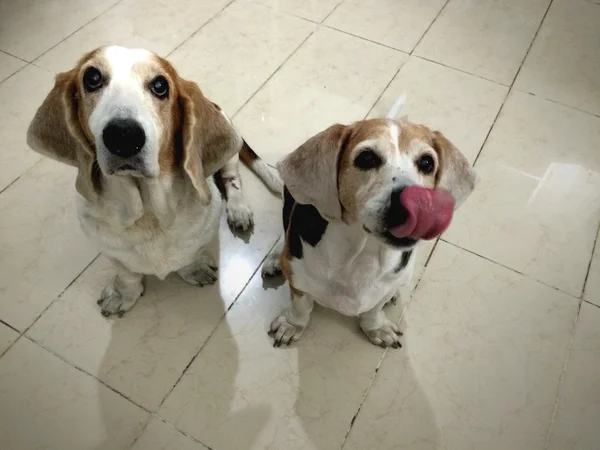 两个饥饿的狗. — 图库照片