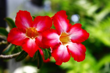 Güzel kırmızı Impala Lily.