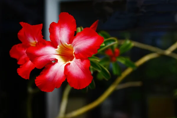 Belle Impala Lily rouge . — Photo