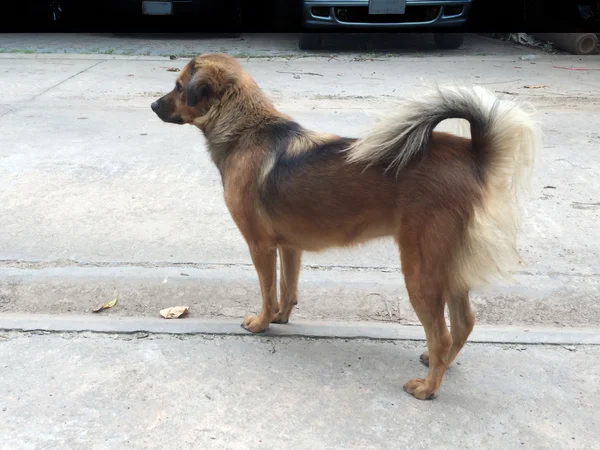 Thai street Perro con hermosa cola larga . — Foto de Stock
