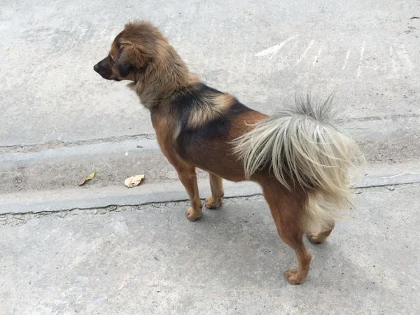 Thai rua cão com bela cauda longa . — Fotografia de Stock