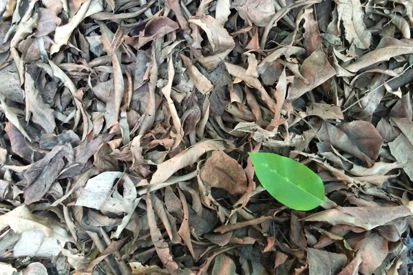 Feuilles vertes et feuilles sèches texture de fond . — Photo