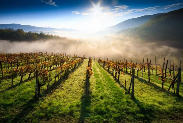 Tuscany vineyard  in autumn — Stock Photo, Image