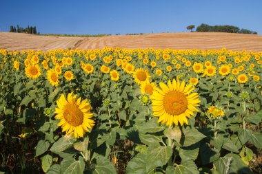 Ayçiçeği, Tuscany yatay