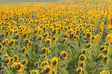 Ayçiçeği, Tuscany yatay