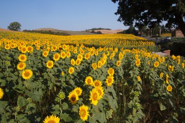 Ayçiçeği, Tuscany yatay