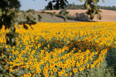 Ayçiçeği, Tuscany yatay