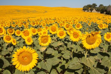 Ayçiçeği, Tuscany yatay
