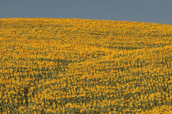 Tuscany landscape with sunflower — Stock Photo, Image