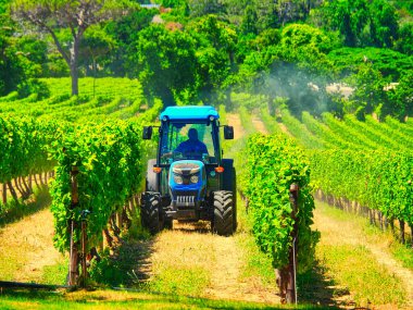 Bir çiftçi üzümleri zararlılardan ve mantar hastalıklarından korumak için üzüm bağına sprey sıkar. Cape Town Güney Afrika 'da sıcak bir yaz gününde.