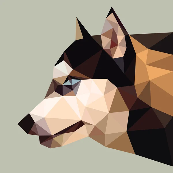Siberische husky bruin gezicht lage polygoon — Stockvector