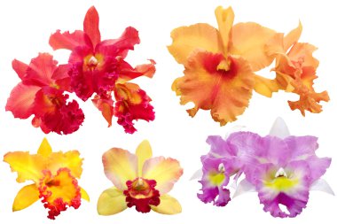 Renkli orkide izole üzerinde beyaz arka plan kümesi