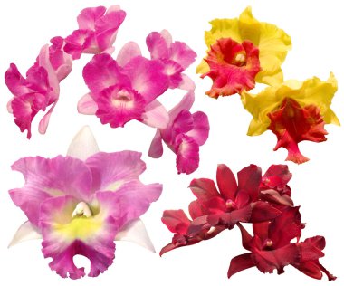Renkli orkide izole üzerinde beyaz arka plan kümesi