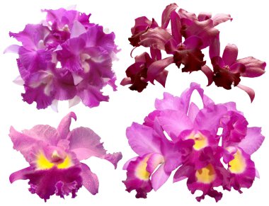 Renkli orkide izole üzerinde beyaz arka plan kümesi