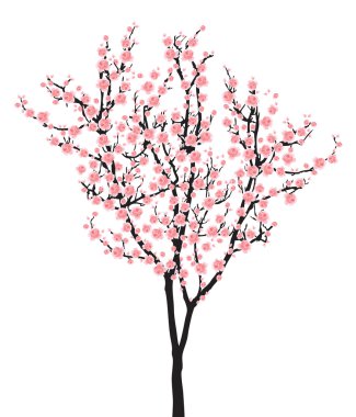 Tam çiçeklenme pembe sakura ağacı (kiraz çiçeği) siyah ahşap