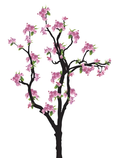 Sakura rose pleine fleur (fleur de cerisier) et feuille verte sur bois noir — Image vectorielle